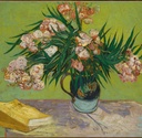 Oleanders